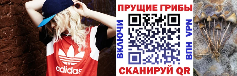 Псилоцибиновые грибы прущие грибы  Трёхгорный 